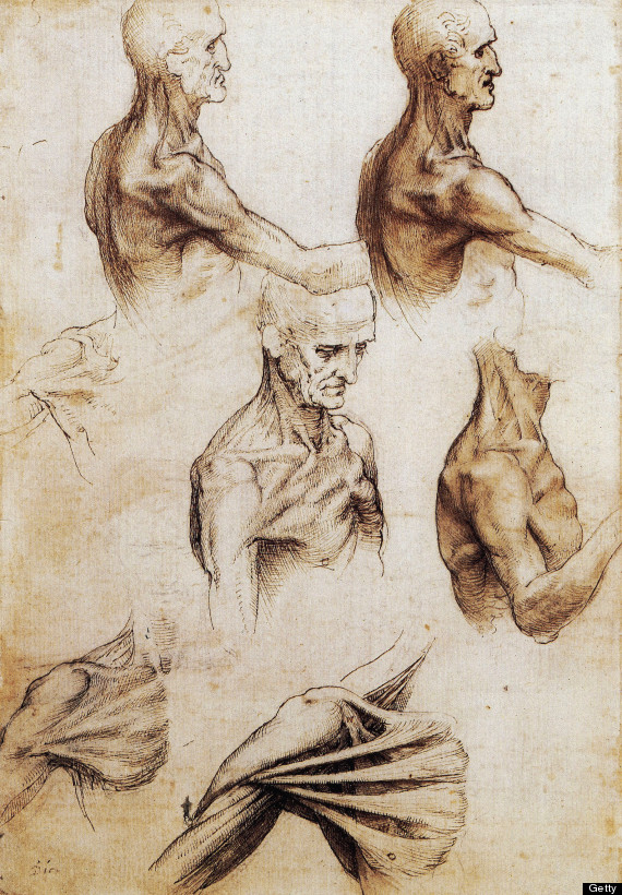 Da Vinci Anatomical Drawings